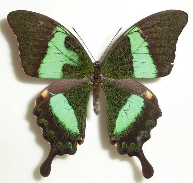Papilio daedalus Marinduque Is. Philippines (left forewing patch) Aberration (Internet Image property of respective owner, non-commercial use only)